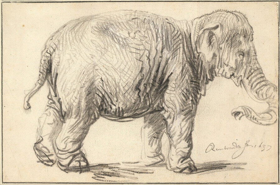 Elephant by Rembrandt